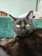 Heilige birmaan X EKH "lea", Dieren en Toebehoren, Katten en Kittens | Overige Katten, Poes