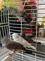 Mooi prachtig 2 koppels zwartwang zebravinken te koop, Dieren en Toebehoren, Vogels | Overige Vogels, Meerdere dieren, Wildzangvogel