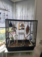 2 leuke forpussen met kooi, Dieren en Toebehoren, Ophalen, Gebruikt, Metaal, Vogelkooi