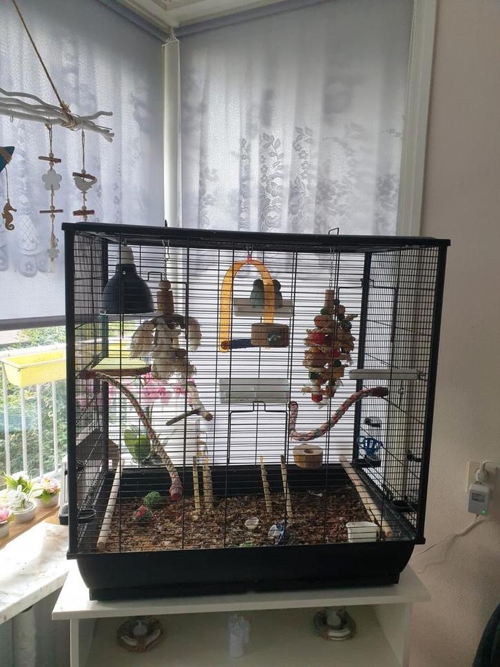 2 leuke forpussen met kooi, Dieren en Toebehoren, Vogels | Hokken en Kooien, Gebruikt, Vogelkooi, Metaal, Ophalen
