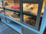 Cavia kast, Dieren en Toebehoren, 110 cm of meer, Ophalen of Verzenden, 90 cm of meer, Hok
