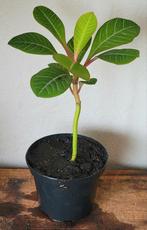 Madagascar Jewel., Ophalen, Overige soorten, Minder dan 100 cm