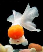 Redcap Oranda goudvis 6 / 8 cm - Koidream Valburg