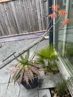 Bloeiende cactus in pot te koop, Ophalen, Zomer, Overige soorten, Volle zon