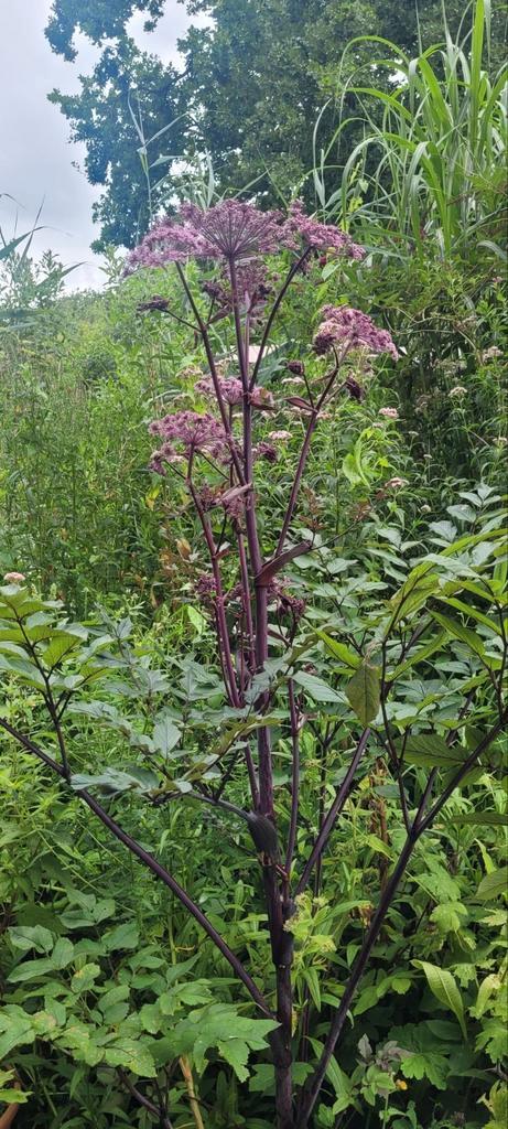 Rode engelenwortel, Tuin en Terras, Planten | Tuinplanten, Overige soorten, Volle zon, Ophalen