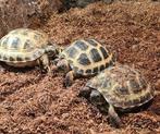 jonge Vierteenlandschildpadden, Dieren en Toebehoren, Reptielen en Amfibieën, 0 tot 2 jaar, Schildpad