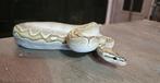 1.0 Bamboo, Cinnamon, Albino (100% Het.), Clown (100% Het.), Dieren en Toebehoren, Slang, Met terrarium, 0 tot 2 jaar
