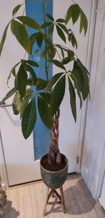Grote geldboom Moneyplant Pachira aquatica, 120 cm, Ophalen, Nieuw