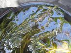 Bosjes verse waterpest voor vijver en aquarium., Ophalen, Gebruikt