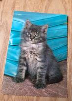 Ansichtkaart van leuk grijs katje, Verzenden, Gelopen, Hond of Kat