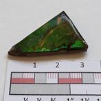 Ammoliet ammoniet Canada sierraden #5, Ophalen of Verzenden, Nieuw