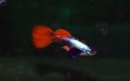 Hobbyaquarium Poec Ret Dumbo Ear Platinum Red  / guppy, Vis, Zoetwatervis, Schoolvis