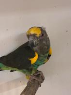 Meijer man 2014 met DNA, Dieren en Toebehoren, Vogels | Parkieten en Papegaaien, Mannelijk, Papegaai, Geringd