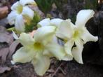 Caudex  Pachypodium Rosulatum var. Inopinatum potmaat 17cm., Overige soorten, In pot, Minder dan 100 cm, Bloeiende kamerplant