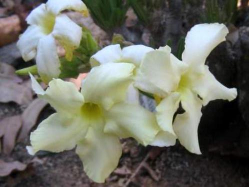 Caudex  Pachypodium Rosulatum var. Inopinatum potmaat 17cm., Huis en Inrichting, Kamerplanten, Overige soorten, Minder dan 100 cm