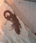 Heteronotia binoei 0.2, Dieren en Toebehoren, Reptielen en Amfibieën, Hagedis, 0 tot 2 jaar