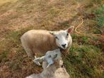 Ram lam kruising Noord Hollander/swifter, Dieren en Toebehoren, Schapen, Geiten en Varkens, Mannelijk, Schaap, 0 tot 2 jaar