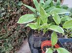 DIVERSE PLANTEN BONTE HOSTA, Overige soorten, Vaste plant, Ophalen of Verzenden, Halfschaduw