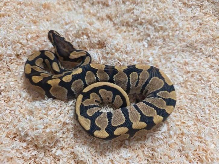 Chocolate 100%Hypo/Ghost vrouwtje 2025, Dieren en Toebehoren, Reptielen en Amfibieën, Slang, 0 tot 2 jaar