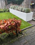 Witte plantenbak: 300x60x60cm., Ophalen, Nieuw, Metaal, Rechthoekig