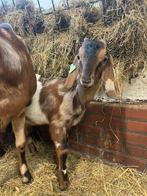 2 nubische bokjes, Dieren en Toebehoren, Schapen, Geiten en Varkens, Mannelijk, Geit