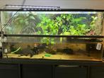 Compleet paludarium/aquarium, Dieren en Toebehoren, Vissen | Aquaria en Toebehoren, Ophalen, Zo goed als nieuw