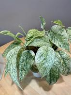 Epipremnum Hanoman sp Bali (gewortelde stek), Ophalen of Verzenden, Halfschaduw, Minder dan 100 cm