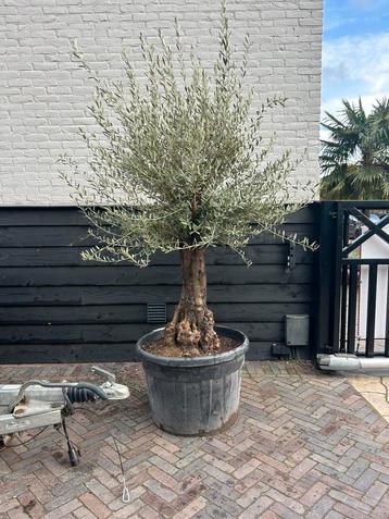Olijfboom olea europeae ruwe stam beschikbaar voor biedingen