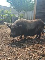 Hangbuik zwijnen (mannetjes) Zwart en Bruin, Mannelijk, Varken, 6 jaar of ouder