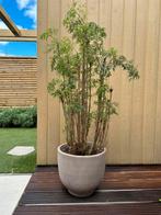 Binnenplant Aralia Polyscias +/- 140cm, Ophalen, Overige soorten, 100 tot 250 cm