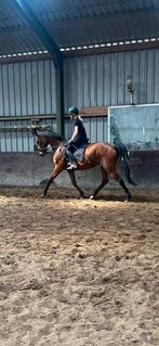 Lieve draver merrie te koop, Dieren en Toebehoren, Paarden, Merrie, B, Gechipt, 160 tot 165 cm
