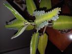 Mother of thousand, Ophalen, Vetplant, Minder dan 100 cm, Volle zon
