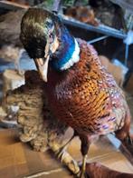Mooie taxidermie opgezette Fazant, Verzamelen, Dierenverzamelingen, Verzenden, Vogel, Opgezet dier