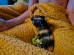 Twee lieve cavia beertjes te koop, Dieren en Toebehoren, Knaagdieren, Cavia, Augustus, Mannelijk, Tam