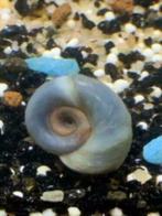 Posthoorn "Ramshoorn" slakjes klein of groot S of M, Dieren en Toebehoren, Slak of Weekdier, Zoetwatervis