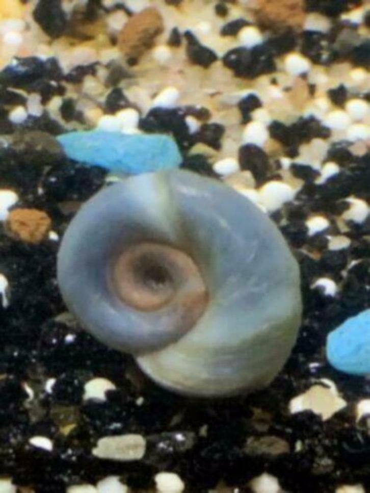 Posthoorn "Ramshoorn" slakjes klein of groot S of M, Dieren en Toebehoren, Vissen | Aquariumvissen, Zoetwatervis, Slak of Weekdier