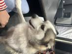 Lieve pompsky, Dieren en Toebehoren, Honden | Poolhonden, Keeshonden en Oertypen, Reu, 1 tot 2 jaar, Poolhond, Eén hond