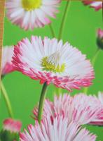 voor het kind - madeliefje - code 1302B  -  nieuw, Verzamelen, Verzenden, 1980 tot heden, Ongelopen, Overige thema's