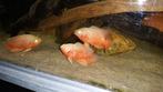 Zuid Amerikaanse Cichliden: Astronotus ocellatus Albino, Dieren en Toebehoren, Vis, Zoetwatervis