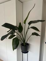 Strelitzia Nicolai - 139cm hoge kamerplant, Ophalen, 100 tot 150 cm, Overige soorten, Halfschaduw