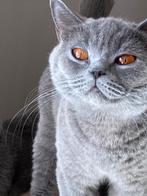 Britse Korthaar, Dieren en Toebehoren, Katten en Kittens | Raskatten | Korthaar, Poes, Gechipt, 6 jaar of ouder