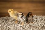Wyandotte kriel kippenkuikens | gesekst en Ingeënt, Dieren en Toebehoren, Pluimvee, Vrouwelijk, Kip
