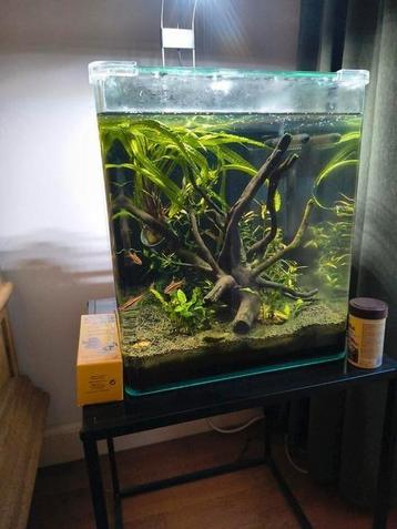 Tk zoetwater aquarium  beschikbaar voor biedingen