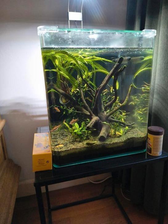 Tk zoetwater aquarium, Dieren en Toebehoren, Vissen | Aquaria en Toebehoren, Gebruikt, Gevuld zoetwateraquarium, Ophalen
