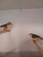 Koppel witborsten zebravinken, Dieren en Toebehoren, Vogels | Overige Vogels, Meerdere dieren, Geringd