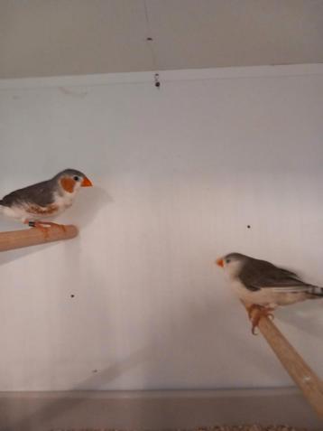 Koppel witborsten zebravinken  beschikbaar voor biedingen