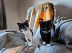 Kittens kater poes 8 weken kat kitten, Dieren en Toebehoren, Meerdere dieren, Kortharig, 0 tot 2 jaar