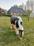 Mooie 4 jarige Tinker merrie, Dieren en Toebehoren, Gechipt, Merrie, 3 tot 6 jaar, D pony (1.37m tot 1.48m)