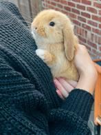 Mooie raszuivere hangoor dwergen, Dieren en Toebehoren, Konijnen