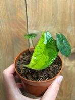 Alocasia scalprum variegata plant aurea yellow lime, Huis en Inrichting, Kamerplanten, Ophalen of Verzenden, Overige soorten, Minder dan 100 cm